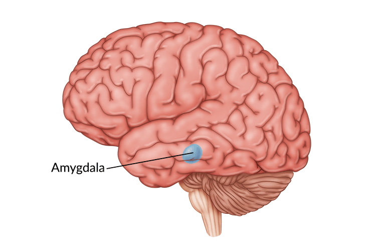 Amygdala, Brain